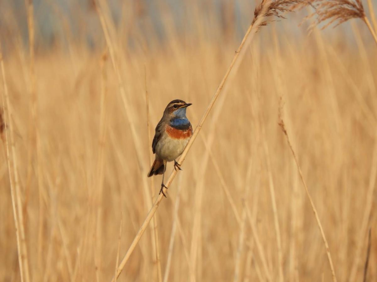 Gastenverblijf De Natureluur Noorden Bagian luar foto